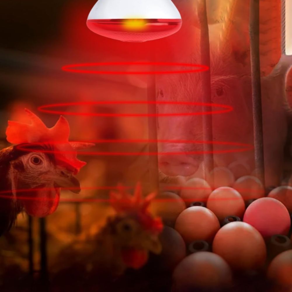 Red Heat Lamp Bulb 275W for Pets, Chickens, and Reptiles - Ideal for Incubators view 3