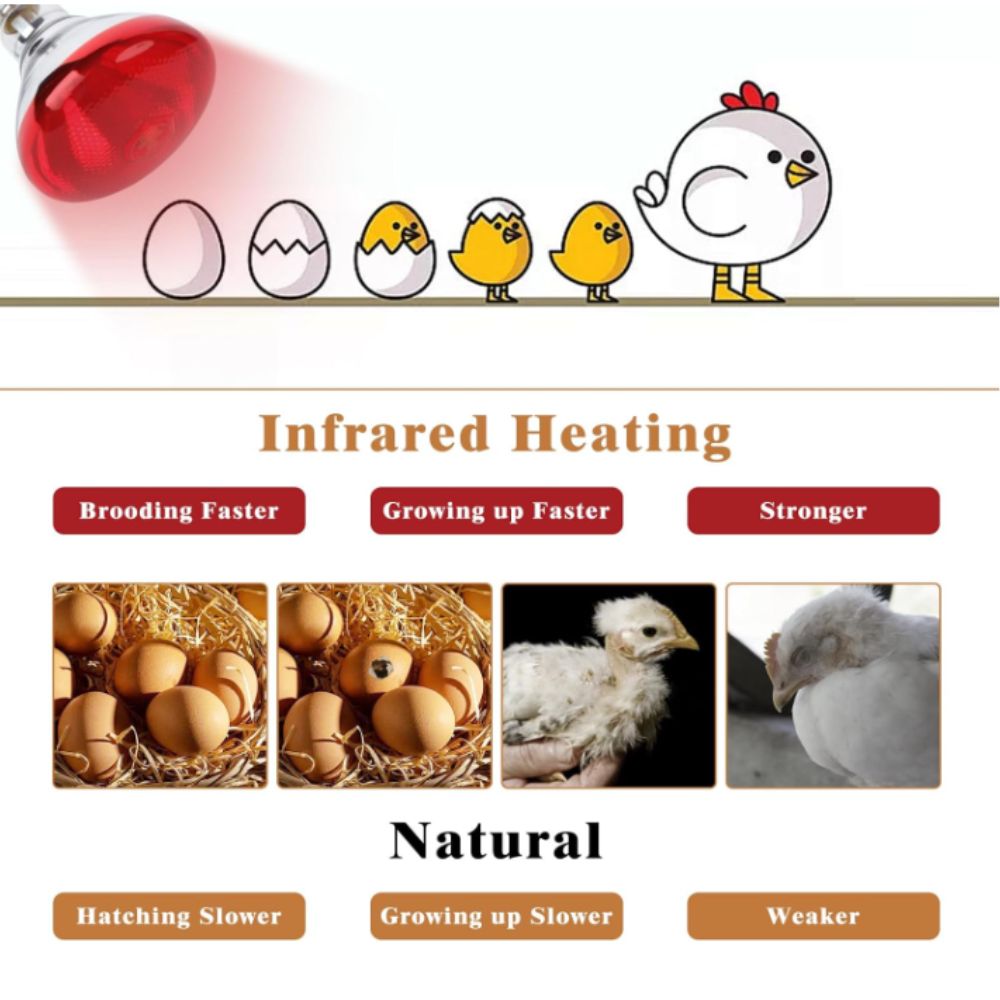 Red Heat Lamp Bulb 275W for Pets, Chickens, and Reptiles - Ideal for Incubators view 4